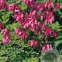 Dicentra formosa 'Luxuriant' GM P9
