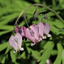 Dicentra formosa 'Margery Fish' GM P9