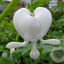 Dicentra spectabilis 'Alba' GM P9