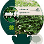 Dicentra spectabilis 'Alba' GM P9