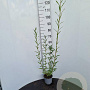 Salix triandra 60-80 cm 2,0L