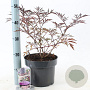 Sambucus nigra Black Lace 30-40 cm 5,0L