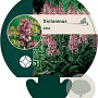 Dictamnus albus GM P9