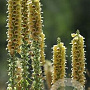 Digitalis ferruginea GM P9