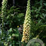 Digitalis ferr. 'Gigantea' GM P9