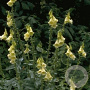 Digitalis grandiflora GM P9