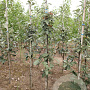 Sorbus aria 'Magnifica' 8-10 HO draadkluit