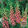 Digitalis 'Mertonensis' GM P9