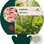Digitalis 'Mertonensis' GM P9