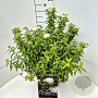 Spiraea jap. 'Albiflora' 40-50 cm 10L