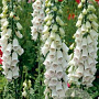 Digitalis purp. 'Alba' GM P9