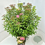 Spiraea jap. 'Genpei' 50-60 cm 20L