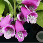 Digitalis purp. 'Gloxiniiflora' GM P9