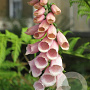 Digitalis purp. 'Sutton's Apricot' GM P9
