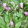 Dodecatheon meadia GM P9