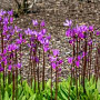 Dodecatheon meadia 'Donker Rood' GM P9