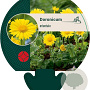 Doronicum orientale GM P9