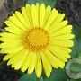 Doronicum or. 'Little Leo' GM P9