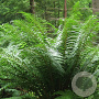 Dryopteris affinis GM P9