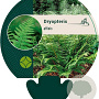 Dryopteris affinis GM P9