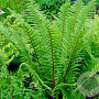 Dryopteris af. 'Pinderi' GM P9