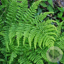 Dryopteris dilatata GM P9