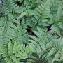 Dryopteris dilatata GM P9