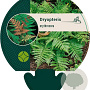 Dryopteris erythrosora GM P9