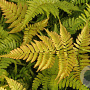 Dryopteris erythrosora prolifica GM P9