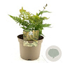 Dryopteris erythrosora prolifica GM P9