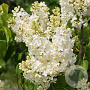 Syringa v. 'Primrose' 175-200 cm draadkluit struik