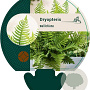Dryopteris wallichiana GM P9