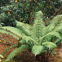 Dryopteris wallichiana GM P9