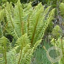 Dryopteris wallichiana GM P9