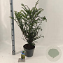 Taxus baccata 70-80 cm 5,0L