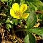 Duchesnea indica GM P9