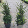 Taxus baccata 80-100 cm 10L