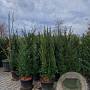 Taxus baccata 140-150 cm container solitair