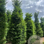 Taxus baccata 300-350 cm draadkluit solitair