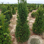 Taxus baccata 160-180 cm met kluit