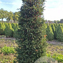 Taxus baccata 200-225 cm met kluit
