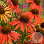 Echinacea 'Hot Summer' GM P9