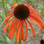 Echinacea 'Indian Summer' GM P9