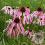 Echinacea pallida GM P9