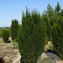 Taxus b. 'Green Rocket' 300-350 cm draadkluit solitair