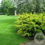 Taxus b. 'Summergold' 25-30 cm 3,5L