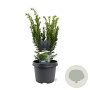 Taxus media 'Densiformis' 25-30 cm 3,5L