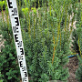 Taxus media 'Hicksii' 80-100 cm met kluit