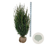 Taxus media 'Hicksii' 120-140 cm met kluit