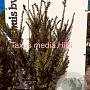 Taxus media 'Hillii' 100-125 cm met kluit